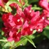 SONIC BLOOM® RED WEIGELA -Verdant Zone DETA5 2435