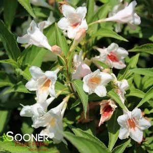 SONIC BLOOM® PEARL WEIGELA 3 SONIC BLOOM® PEARL WEIGELA