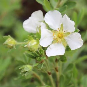 HAPPY FACE® WHITE POTENTILLA 4 HAPPY FACE® WHITE POTENTILLA - Image 2