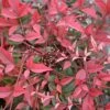 FLIRT™ NANDINA 1 FLIRT™ NANDINA -Verdant Zone DETA5 2539