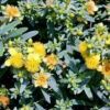 BLUES FESTIVAL® ST. JOHN'S WORT 1 BLUES FESTIVAL® ST. JOHN'S WORT -Verdant Zone DETA5 2581