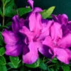 BLOOM-A-THON® PURPLE SPECTACULAR™ AZALEA