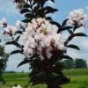 MOONLIGHT MAGIC™ CRAPEMYRTLE 1 MOONLIGHT MAGIC™ CRAPEMYRTLE -Verdant Zone DETA5 2672