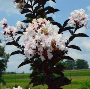 MOONLIGHT MAGIC™ CRAPEMYRTLE 3 MOONLIGHT MAGIC™ CRAPEMYRTLE
