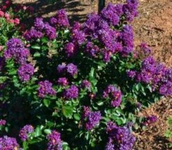 PURPLE MAGIC CRAPEMYRTLE -Verdant Zone DETA5 2674