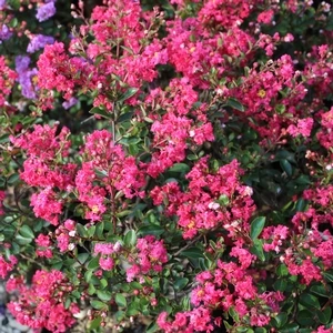 STRAWBERRY DAZZLE® CRAPEMYRTLE 5 STRAWBERRY DAZZLE® CRAPEMYRTLE - Image 3