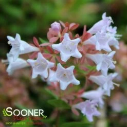 RASPBERRY PROFUSION™ ABELIA 9 RASPBERRY PROFUSION™ ABELIA -Verdant Zone DETA5 2716