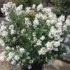 ENDURING SUMMER™ WHITE CRAPEMYRTLE
