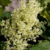 SNOWDANCE™ JAPANESE TREE LILAC -Verdant Zone DETA5 2863