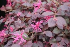 CRIMSON FIRE™ LOROPETALUM -Verdant Zone DETA5 2882