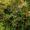 WILDFIRE™ WINTERBERRY HOLLY 2 WILDFIRE™ WINTERBERRY HOLLY -Verdant Zone DETA5 2885