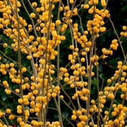 BERRY HEAVY® GOLD WINTERBERRY HOLLY -Verdant Zone DETA5 3040