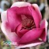 BLACK TULIP® MAGNOLIA 2 BLACK TULIP® MAGNOLIA -Verdant Zone DETA5 3122