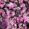 JAZZ HANDS VARIEGATED® LOROPETALUM 2 JAZZ HANDS VARIEGATED® LOROPETALUM -Verdant Zone DETA5 3183
