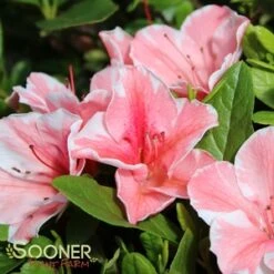 AUTUMN SUNBURST® ENCORE® AZALEA 7 AUTUMN SUNBURST® ENCORE® AZALEA -Verdant Zone DETA5 3309