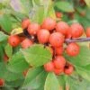 LITTLE GOBLIN® ORANGE WINTERBERRY HOLLY -Verdant Zone DETA5 3356
