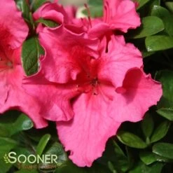 BLOOM-A-THON® HOT PINK AZALEA 9 BLOOM-A-THON® HOT PINK AZALEA -Verdant Zone DETA5 3448
