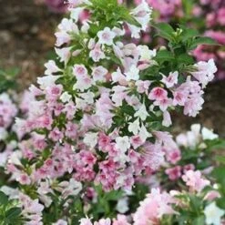 CZECHMARK TRILOGY® WEIGELA 9 CZECHMARK TRILOGY® WEIGELA -Verdant Zone DETA5 3617