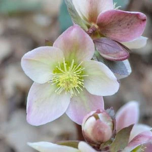WALBERTON'S® IVORY PRINCE LENTEN ROSE 3 WALBERTON'S® IVORY PRINCE LENTEN ROSE