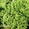 TATER TOT® ARBORVITAE 2 TATER TOT® ARBORVITAE -Verdant Zone DETA5 3751