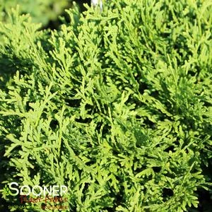 TATER TOT® ARBORVITAE 3 TATER TOT® ARBORVITAE
