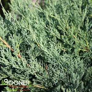 MONTANA MOSS® JUNIPER 4 MONTANA MOSS® JUNIPER - Image 2