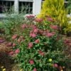 DOUBLE PLAY DOOZIE® SPIRAEA -Verdant Zone DETA5 3996