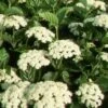 CHICAGO LUSTRE® VIBURNUM -Verdant Zone DETA5 405
