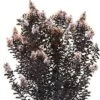 THUNDERSTRUCK™ WHITE FLASH CRAPEMYRTLE 2 THUNDERSTRUCK™ WHITE FLASH CRAPEMYRTLE -Verdant Zone DETA5 4067