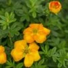 MANDARIN TANGO® POTENTILLA -Verdant Zone DETA5 4199