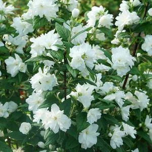 ILLUMINATI ARCH® MOCKORANGE 4 ILLUMINATI ARCH® MOCKORANGE - Image 2