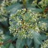 YANG® VIBURNUM 2 YANG® VIBURNUM -Verdant Zone DETA5 4260