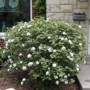 SPICE ISLAND™ VIBURNUM 4 SPICE ISLAND™ VIBURNUM - Image 2