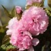 KWANZAN ORNAMENTAL CHERRY -Verdant Zone DETA5 432