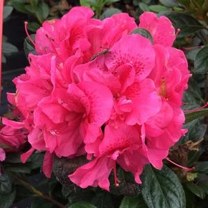PERFECTO MUNDO® DOUBLE DARK PINK AZALEA 4 PERFECTO MUNDO® DOUBLE DARK PINK AZALEA - Image 2