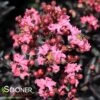 CENTER STAGE® CORAL CRAPEMYRTLE -Verdant Zone DETA5 4452