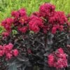 CENTER STAGE® PINK CRAPEMYRTLE -Verdant Zone DETA5 4453