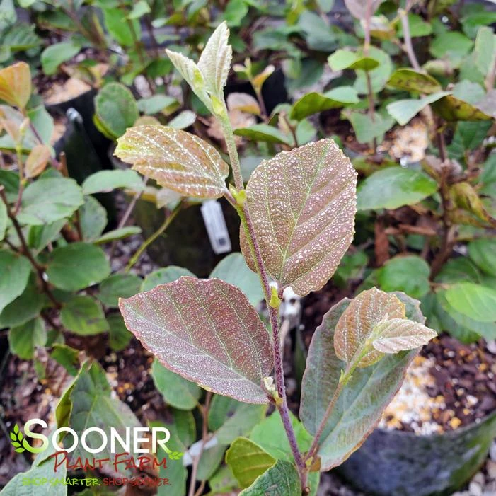 BLUE SHADOW WITCH ALDER 8 BLUE SHADOW WITCH ALDER - Image 6