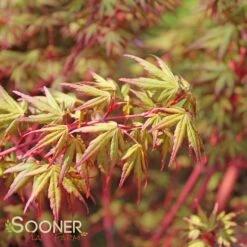 CORAL BARK UPRIGHT JAPANESE MAPLE -Verdant Zone DETA5 47