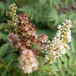 CHERRY ON TOP™ SORBARIA -Verdant Zone DETA5 5197