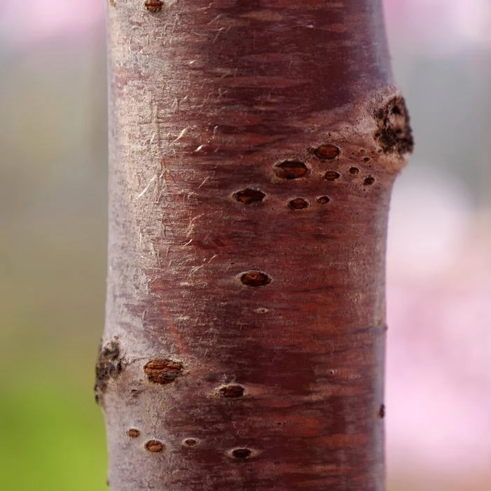 PINK SNOW SHOWERS™ WEEPING CHERRY 3 PINK SNOW SHOWERS™ WEEPING CHERRY