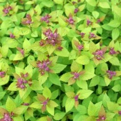 DOUBLE PLAY® DOLLY™ SPIRAEA 10 DOUBLE PLAY® DOLLY™ SPIRAEA -Verdant Zone DETA5 5303