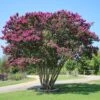 CATAWBA CRAPEMYRTLE -Verdant Zone DETA5 789