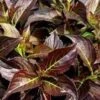 DARK HORSE WEIGELA -Verdant Zone DETA5 888