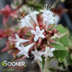 MARDI GRAS ABELIA -Verdant Zone DETA5 897