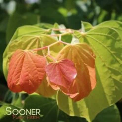 THE RISING SUN™ REDBUD 13 THE RISING SUN™ REDBUD -Verdant Zone DETA6 1530