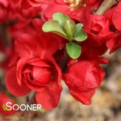 DOUBLE TAKE® SCARLET STORM QUINCE 12 DOUBLE TAKE® SCARLET STORM QUINCE -Verdant Zone DETA6 2022