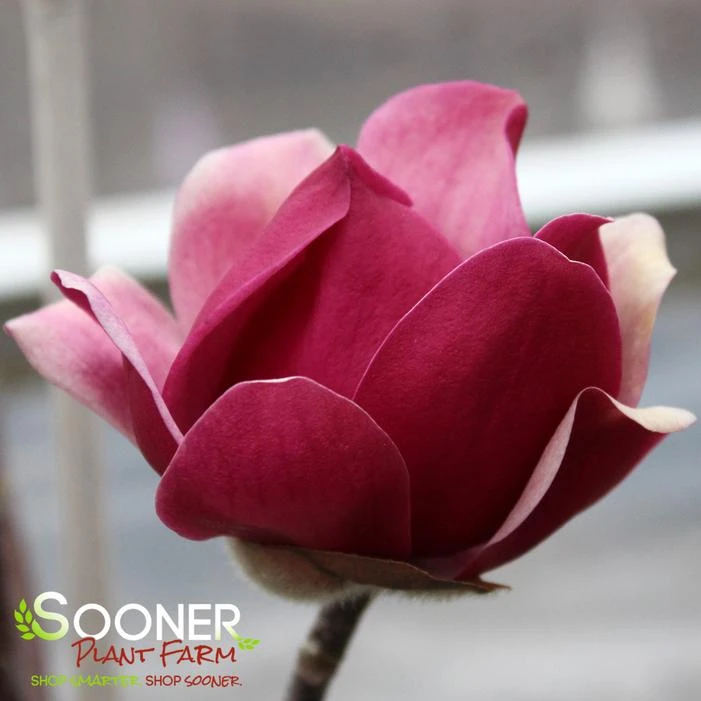 BLACK TULIP® MAGNOLIA 11 BLACK TULIP® MAGNOLIA - Image 9