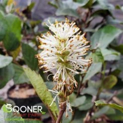 BLUE SHADOW WITCH ALDER 10 BLUE SHADOW WITCH ALDER -Verdant Zone DETA6 452