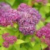 DOUBLE PLAY® DOLLY™ SPIRAEA -Verdant Zone DETA6 5303